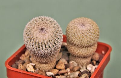 epithelantha-micromeris