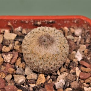 epithelantha-micromeris-sv.densispina-lau-661-sierra-de-la-paila