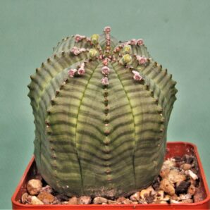 euphorbia-obesa