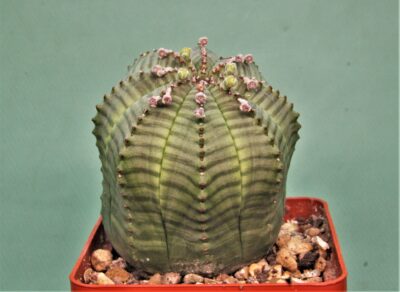 euphorbia-obesa