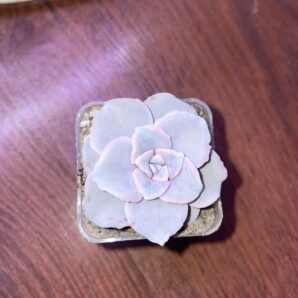 Echeveria Crispate beauty