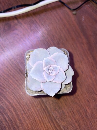 Echeveria Crispate beauty