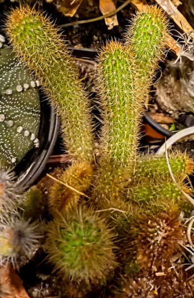 Haageocereus versicolor