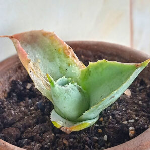 Agave potatorum cv. Shoji-Raijin