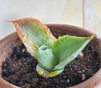 Agave potatorum cv. Shoji-Raijin