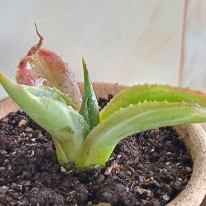 Agave potatorum cv. Shoji-Raijin