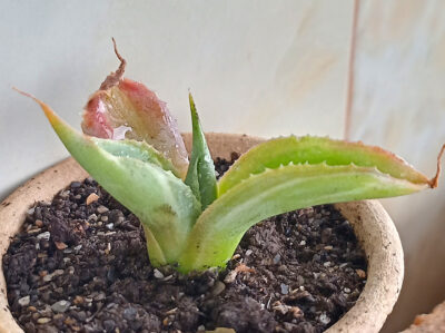 Agave potatorum cv. Shoji-Raijin