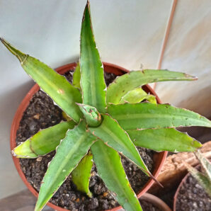 Agave univittata