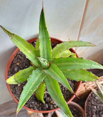 Agave univittata