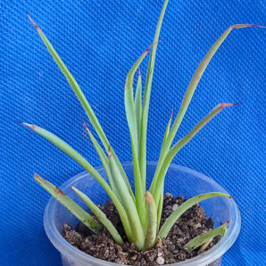 Agave stricta