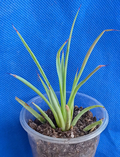 Agave stricta