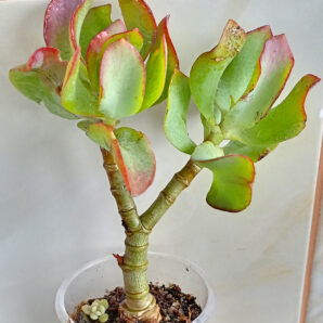 Crassula arborescens cv. 'Blue Bird'
