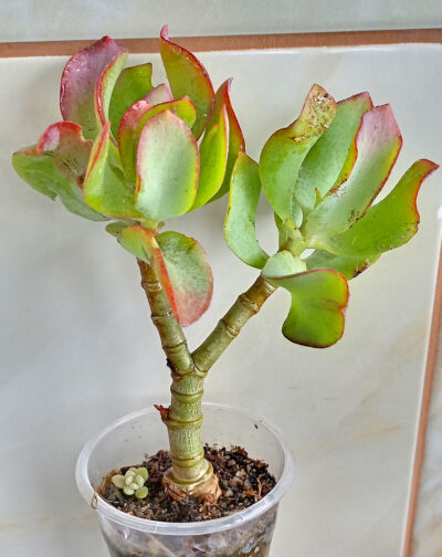 Crassula arborescens cv. 'Blue Bird'