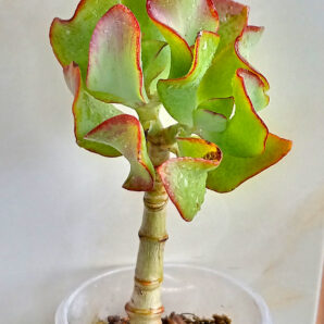 Crassula arborescens cv. 'Blue Bird'