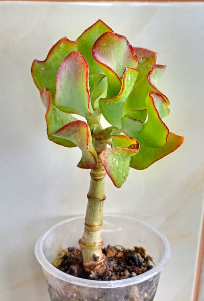 Crassula arborescens cv. 'Blue Bird'