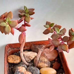 Crassula volkensii