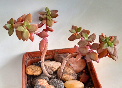 Crassula volkensii