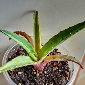 Agave univittata