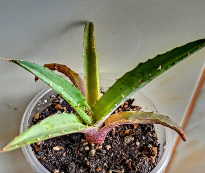 Agave univittata
