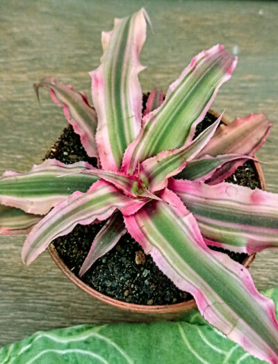 Cryptanthus bivittatus 'Pink Starlite' - Зображення 2