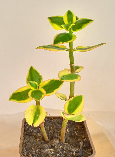 Crassula sarmentosa f. variegata