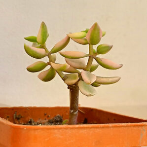 Crassula volkensii f. variegata
