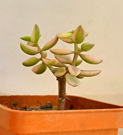 Crassula volkensii f. variegata