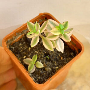 Crassula volkensii f. variegata