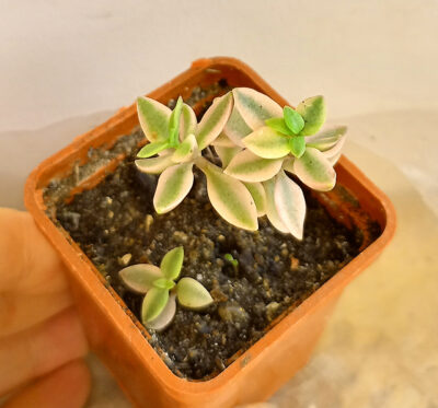 Crassula volkensii f. variegata