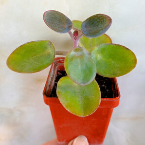 Kalanchoe nyikae
