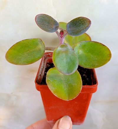 Kalanchoe nyikae