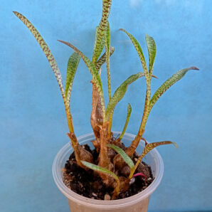 Ledebouria socialis