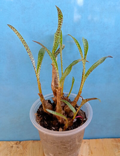 Ledebouria socialis
