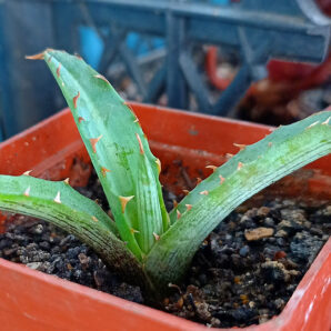 Agave univittata