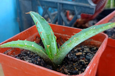 Agave univittata