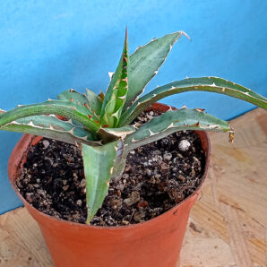 Agave univittata