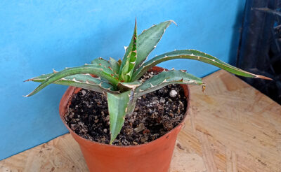 Agave univittata