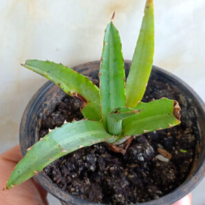 Agave univittata