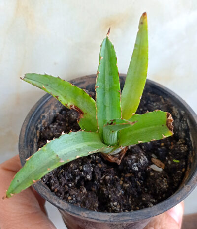 Agave univittata
