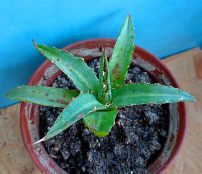 Agave univittata