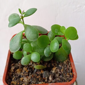 Cotyledon sp. (природник)