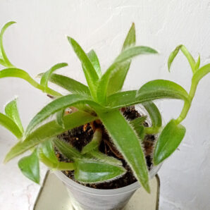 Cyanotis somaliensis