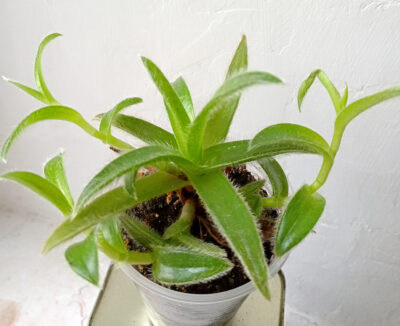 Cyanotis somaliensis