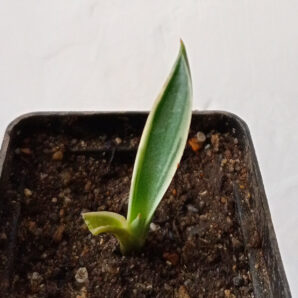 Agave patonii variegata sp. compacta