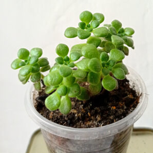 Aeonium sp. mini