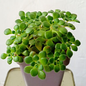 Aeonium sp. mini