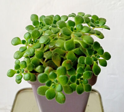 Aeonium sp. mini