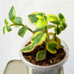 Crassula sarmentosa f. variegata