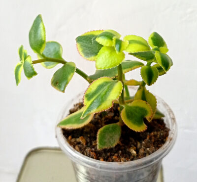 Crassula sarmentosa f. variegata