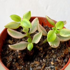 Crassula volkensii f. variegata